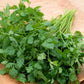 200 BRUSSELS WINTER CHERVIL Anthriscus Gourmet European Heirloom Herb Vegetable Seeds