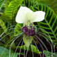 5 WHITE BAT FLOWER Tacca Integrifolia Nivea Bat Head Lily Flower Seeds