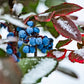 20 OREGON GRAPE Holly Fruit Vine Hollyleaved Barberry Mahonia Aquifolium Seeds
