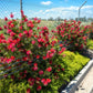 40 CRIMSON BOTTLEBRUSH Callistemon Citrinus Flowering Shrub Bush Small Tree Seeds
