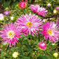 30 ROSE Pink NEEDLE ASTER Callistephus Chinensis Unicom Flower Seeds