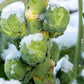 1000 Long Island IMPROVED BRUSSEL SPROUTS Brassica Oleracea Gemmifera Vegetable Seeds