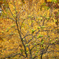 10 HEDGE APPLE Osage Orange Horse Apple Monkey Ball Maclura Pomifera Tree Seeds