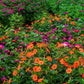 75 MIXED FOUR O CLOCK aka Marvel of Peru Mirabilis Jalapa Flower Seeds