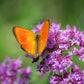 10,000 BULK LEMON THYME Thymus Pulegioides Herb Purple Flower Fragrant Evergreen Seeds