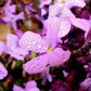 500 EVENING ( night ) SCENTED STOCK Matthiola Longipetala Bicornis Flower Seeds