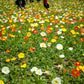 2500 ICELAND POPPY MIX Papaver Nudicaule Mixed Colors Flower Seeds