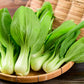 2000 CANTON PAK CHOI (Bok Choy / Chinese Cabbage) Brassica Rapa Chinensis Vegetable Seeds