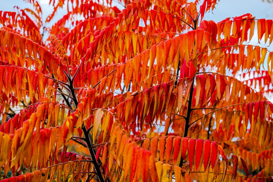 30 FLAMELEAF SUMAC TREE Shining Dwarf Winged Rhus Schmaltzia Copallina Seeds