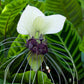 5 WHITE BAT FLOWER Tacca Integrifolia Nivea Bat Head Lily Flower Seeds