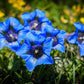 15 Blue STEMLESS GENTIAN Gentiana Acaulis Kochiana Flower Seeds