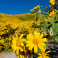 25 YELLOW Torch MEXICAN SUNFLOWER Tithonia Speciosa Flower Seeds