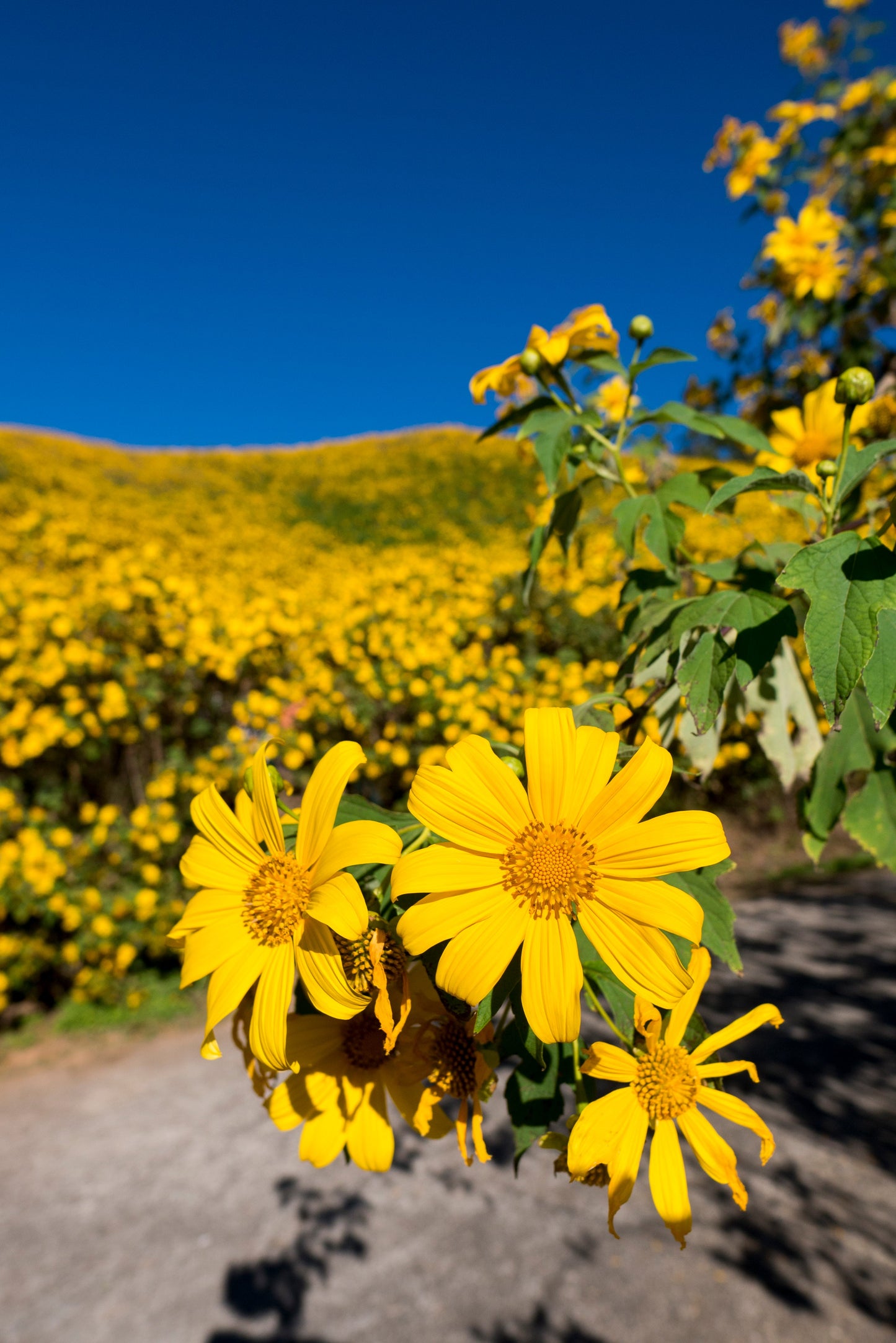 25 YELLOW Torch MEXICAN SUNFLOWER Tithonia Speciosa Flower Seeds