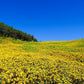 25 YELLOW Torch MEXICAN SUNFLOWER Tithonia Speciosa Flower Seeds