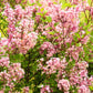 30 PINK LILAC Hungarian Lilac Tree Shrub Syringa Josikaea Fragrant Flower Seeds