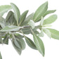 75 Sacred California WHITE SAGE Salvia Apiana Shrub Silver Folliage Native Smudge Seeds