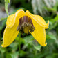 10 Yellow CLEMATIS RADAR LOVE Vine Climber Clematis Tangutica Flower Seeds