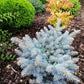 50 Colorado BLUE SPRUCE Tree Picea Pungens Glauca Christmas Tree White Silver Spruce Evergreen Seeds