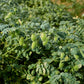 15 CHICK PEA / Garbanzo BEAN Chickpea Cicer Arientum Vegetable Seeds