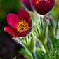 10 RED ANEMONE Pulsatilla Vulgaris PASQUE Flower Seeds
