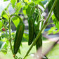 400 HOT JALAPENO PEPPER Capsicum Annuum Mexican Chili Vegetable Seeds