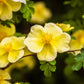 10 Golden Yellow FATHER HUGO ROSE Rosa Hugonis Flower Bush Shrub Seeds