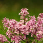 30 PINK LILAC Hungarian Lilac Tree Shrub Syringa Josikaea Fragrant Flower Seeds