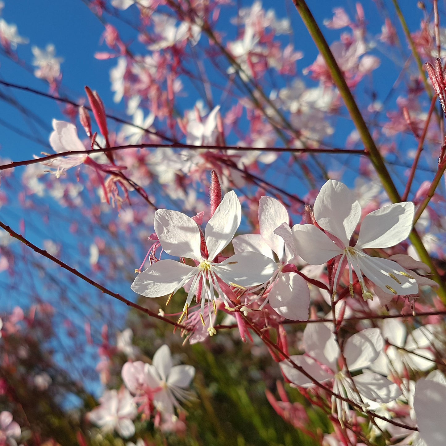 100 White GAURA WHIRLING BUTTERFLIES Gaura Lindheimeri Flower Seeds