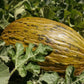 50 PIEL de SAPO MELON Santa Claus Christmas Melon Green Yellow Cucumis Melo Fruit Seeds