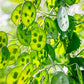 100 LUNARIA Biennis ( MONEY PLANT / Silver Dollar / Honesty / Moonwort / L Annua ) Flower Seeds