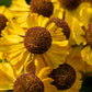 100 HELENIUM ' AUTUMN LEAVES ' Mix Helenium Autumnale Sneezeweed Mixed Colors Flower Seeds