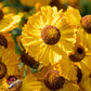 2000 AUTUMN SNEEZEWEED (Dogtooth Daisy / Helens Flower / Bittersweet) Helenium Autumnale Flower Seeds