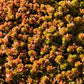 150 MIXED SEDUM Stonecrop Succulent Groundcover Red White Yellow Pink Purple Flower Seeds