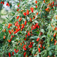 100 HIMALAYAN Tibetan GOJI BERRY Fruit Wolfberry Bush Lycium Barbarum Seeds
