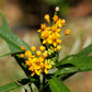 10 Bright YELLOW MILKWEED Butterfly Weed Asclepias Tuberosa Monarch Flower Seeds