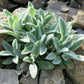 100 Wolly LAMBS EAR Stachys Byzantina Silvery Fuzzy Leaves Purple Flower Seeds
