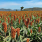 50 DELLA SORGHUM Bicolor Syrup Flour Grain Vegetable Seeds