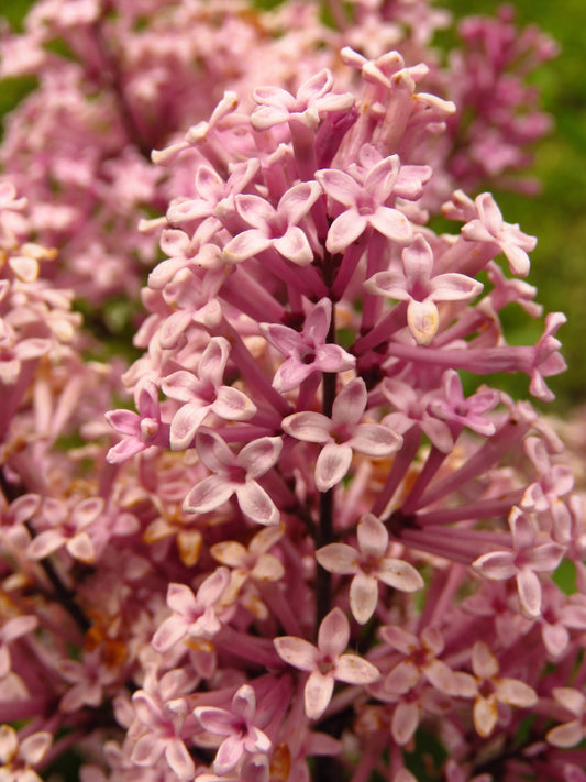 30 PINK LILAC Hungarian Lilac Tree Shrub Syringa Josikaea Fragrant Flower Seeds