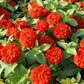 250 Red CHERRY QUEEN ZINNIA Elegans Flower Seeds