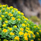 25 ROSEROOT STONECROP Golden Rose Root Sedum Rhodiola Rosea Yellow Succulent Flower Seeds