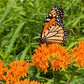 10 GAY BUTTERFLIES MILKWEED Red Yellow Orange Mix Asclepias Tuberosa Butterfly Weed Flower Seeds