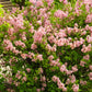 30 PINK LILAC Hungarian Lilac Tree Shrub Syringa Josikaea Fragrant Flower Seeds