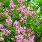 30 PINK LILAC Hungarian Lilac Tree Shrub Syringa Josikaea Fragrant Flower Seeds