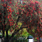 40 CRIMSON BOTTLEBRUSH Callistemon Citrinus Flowering Shrub Bush Small Tree Seeds