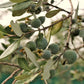 10 PINEAPPLE GUAVA Fruit Acca Guavasteen Brazilian or Fig Guava Feijoa Sellowiana Pink Red Flower Tree Shrub Seeds