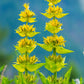 30 GREAT YELLOW GENTIAN Gentiana Lutea Herb Flower Seeds