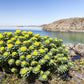 25 ROSEROOT STONECROP Golden Rose Root Sedum Rhodiola Rosea Yellow Succulent Flower Seeds