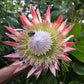 5 Giant KING PROTEA Cynaroides Sugarbush Rare 12" Flower Seeds