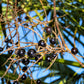 5 GREEN SAW PALMETTO Serenoa Repens American Dwarf Palm Tree Shrub Edible Fruit Sun or Shade Seeds