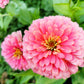 500 Mixed Colors CALIFORNIA GIANT ZINNIA Elegans Flower Seeds